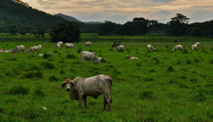 The Pasture of least resistance