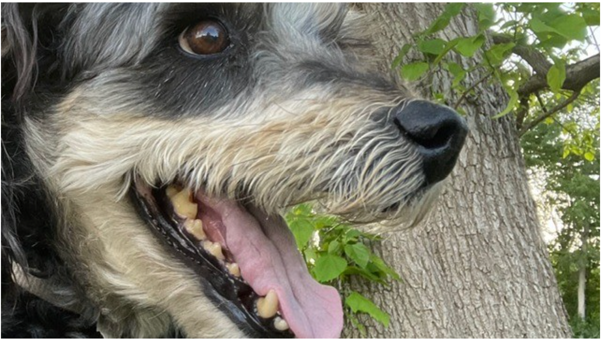 The Lesson From The Mindset Of A Lost Dog!